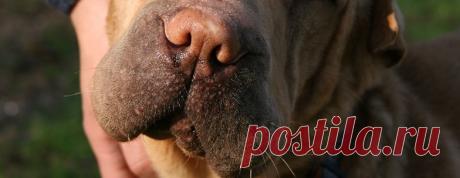 Вскрываем абсцесс у шар-пея Абсцесс - довольно распространенное осложнение после самых разных травм кожи у шарпея. Чаще всего начало его остается незамеченным, и владельцы начинают бить тревогу, когда у собаки надувается шишка и даже поднимается температура.