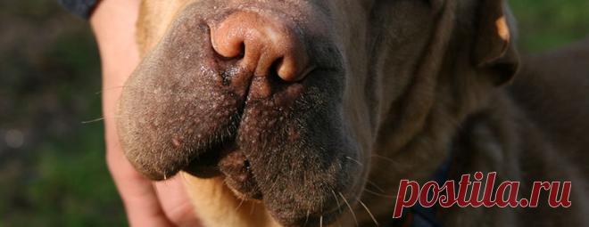 Вскрываем абсцесс у шар-пея Абсцесс - довольно распространенное осложнение после самых разных травм кожи у шарпея. Чаще всего начало его остается незамеченным, и владельцы начинают бить тревогу, когда у собаки надувается шишка и даже поднимается температура.