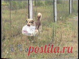 Видео в рубрике: "Наши домашние животные"