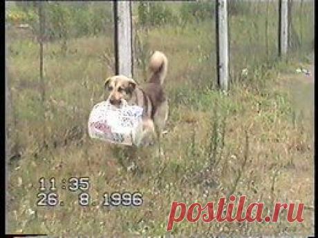 Видео в рубрике: &quot;Наши домашние животные&quot;