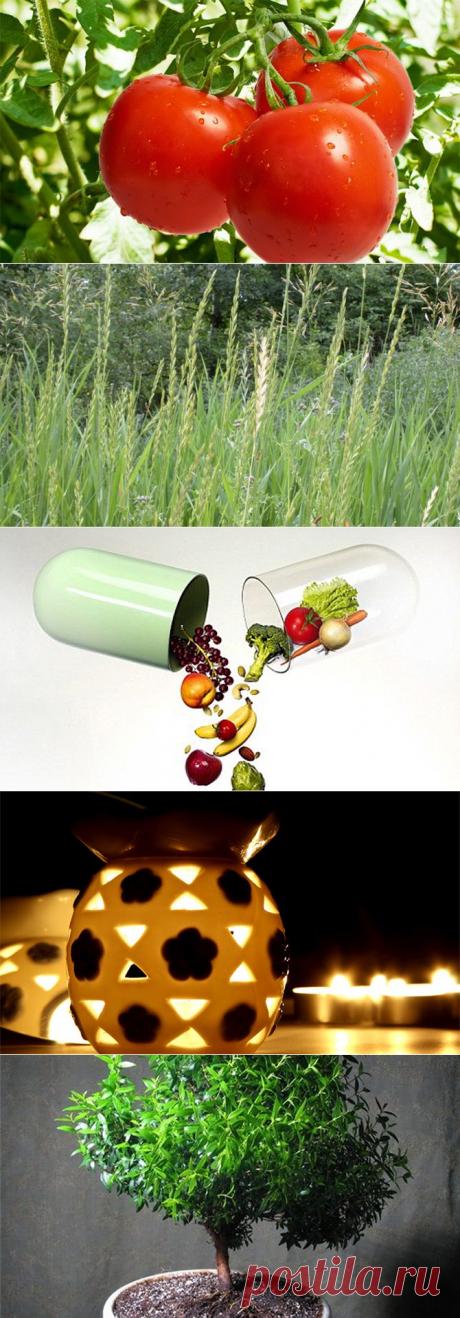 Как избавиться от комаров — Делимся советами