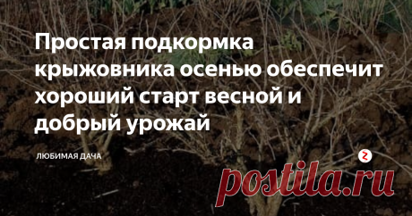 Простая подкормка крыжовника осенью обеспечит хороший старт весной и добрый урожай Любое растение требует хорошего ухода, а главное правильного и во время! Сейчас именно то время что бы подкормить крыжовник, что бы он хорошо перезимовал и бодро пошел в рост ранней весной, а это в свою очередь залог богатого урожая.
В середине октября, я всегда закладываю удобрения под кусты своего крыжовника. У меня 3 вида крыжовника: с шипами, без шипов и красный крыжовник. (Красный, сорт колоб