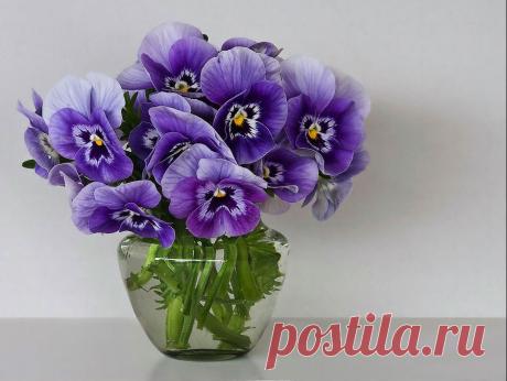 Одноклассники