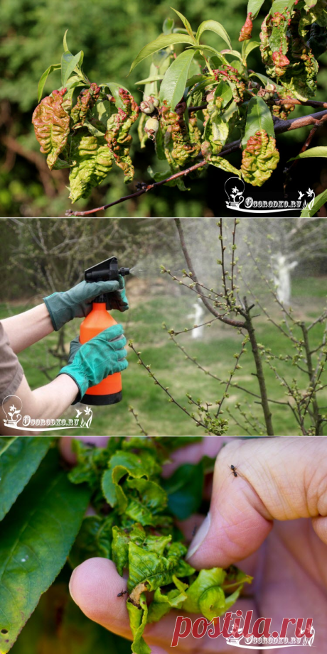 Болезнь персика курчавость листьев – как бороться