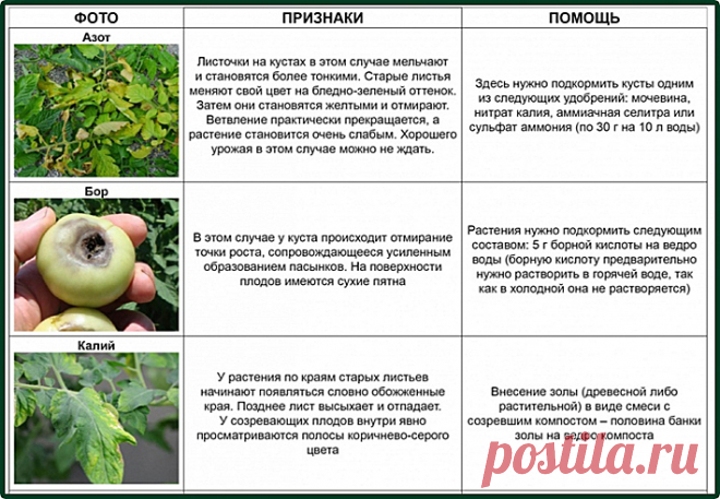 Чего не хватает вашим помидорам.