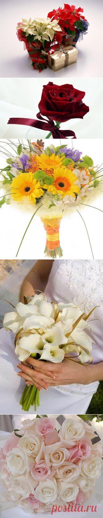 Дарите ПРАВИЛЬНЫЕ цветы / Домоседы