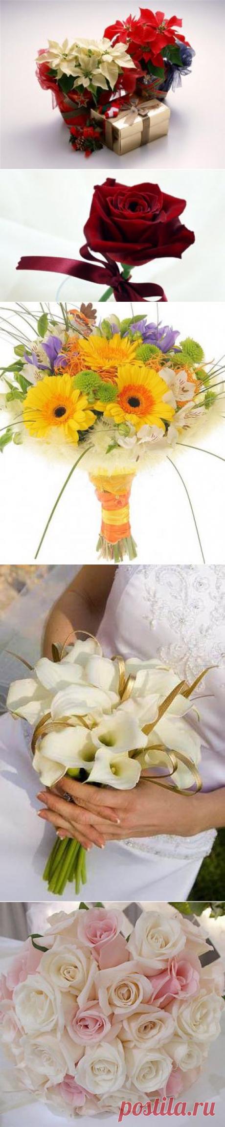 Дарите ПРАВИЛЬНЫЕ цветы / Домоседы