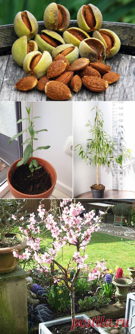 Как вырастить миндаль из косточки в домашних условиях