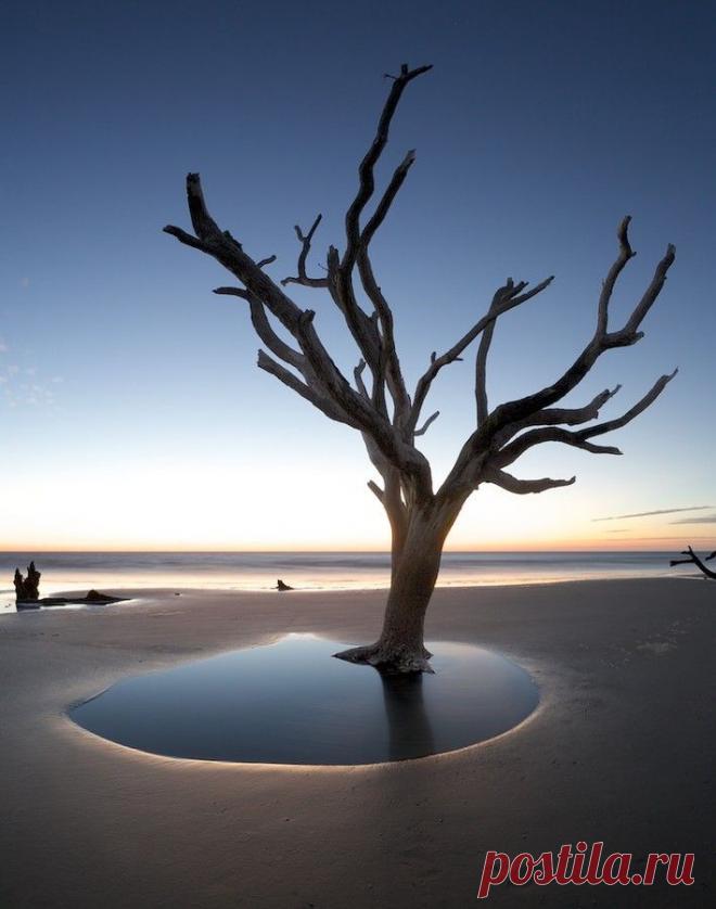 Misaki S  Tree & Path