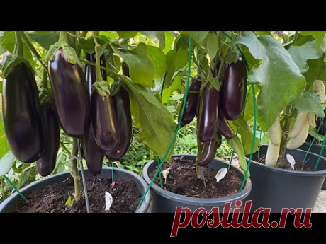 НЕ ОШИБИТЕСЬ С ДАТОЙ ПОСЕВА БАКЛАЖАНОВ НА РАССАДУ!