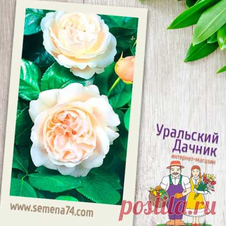 Роза УВЕЛКА

Когда зацветает эта красавица, у любого захватывает дух. Словно сказочное наваждение, возникают раскрывшиеся соцветия прекрасным, легким облаком, издалека белоснежные, а вблизи с приятной лимонной свежестью. Рука так и тянется к цветку, но не сорвать, а лишь прикоснуться к неземному творению и вдохнуть завораживающий аромат. Цветы – крупные, густомахровые. В каждом цветочном бокале удивительным образом размещается до 50 лепестков. Их неповторимый цвет благород...