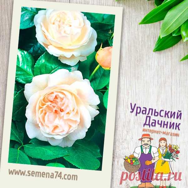 Роза УВЕЛКА

Когда зацветает эта красавица, у любого захватывает дух. Словно сказочное наваждение, возникают раскрывшиеся соцветия прекрасным, легким облаком, издалека белоснежные, а вблизи с приятной лимонной свежестью. Рука так и тянется к цветку, но не сорвать, а лишь прикоснуться к неземному творению и вдохнуть завораживающий аромат. Цветы – крупные, густомахровые. В каждом цветочном бокале удивительным образом размещается до 50 лепестков. Их неповторимый цвет благород...