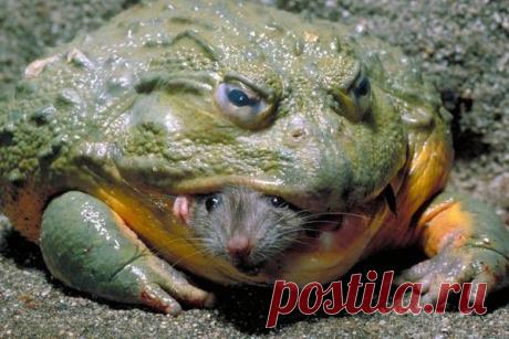 Мышку жалко!