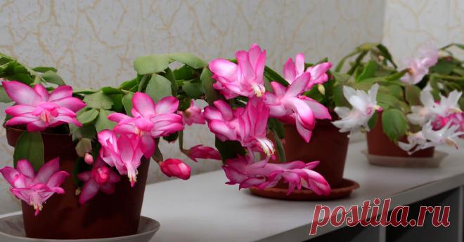 Добавь это в воду для полива декабриста, он вмиг вернет свои цветы и будет осыпать тебя ими круглый год | Так Просто! | Дзен