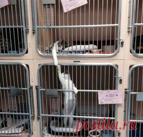 Кошки, которые достойны Оскара за артистичность / Питомцы