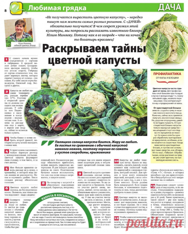 Раскрываем тайны цветной капусты