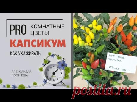 Перец - какие виды выращивают дома, почему его называют капсикум и можно ли его есть?