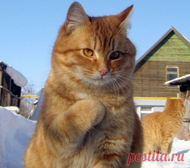 30 фото котов, сделанных в самый подходящий момент