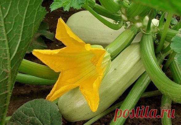 Чудо-удобрение для кабачков | дела огородные | Яндекс Дзен