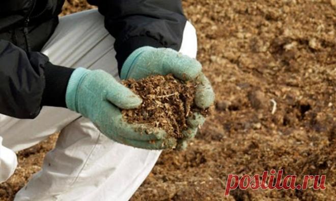 Подготовка винограда к зиме / Домоседы