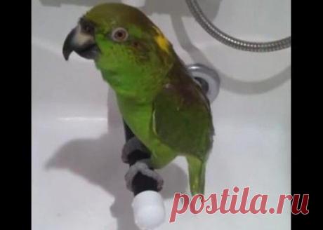 Популярные песни в исполнении попугая Гриши | Дай лапку