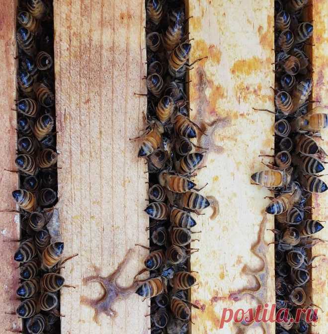 Чистка гнезд 

После зимовки пчёл на рамках и стенках ульев нередко остаются следы поноса, что создаёт антисанитарные условия в гнезде. Кроме того планки рамок покрыты наростами прополиса и воска, которые затрудняют разборку гнезда при осмотре, а также служат убежищем для личинок восковой моли. Поэтому весной проводят полную чистку всех рамок гнезда и пересаживают семьи в чистые продезинфицированные ульи.
Если погода стоит тёплая, устойчивая, похолоданий по прогнозу не пре...