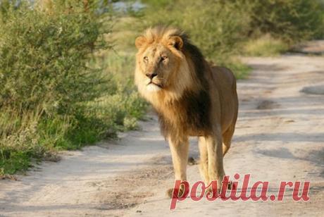 Львы Увидели Раненого Лисенка. То, Что Сделала Львица Поразило Весь Научный Мир! | Лучшие истории со всего мира