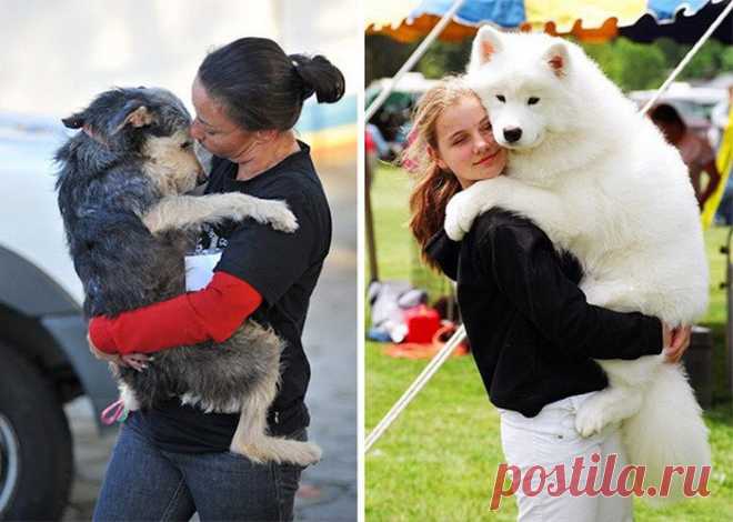 Собаки-обнимаки. Любящие собаки обнимают своих хозяев