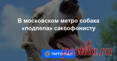 В московском метро собака «подпела» саксофонисту И заработала немного денег.