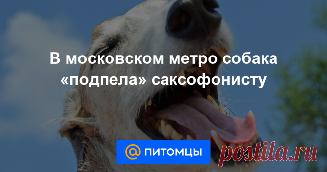 В московском метро собака «подпела» саксофонисту И заработала немного денег.