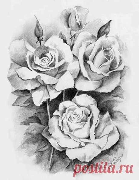 Roses