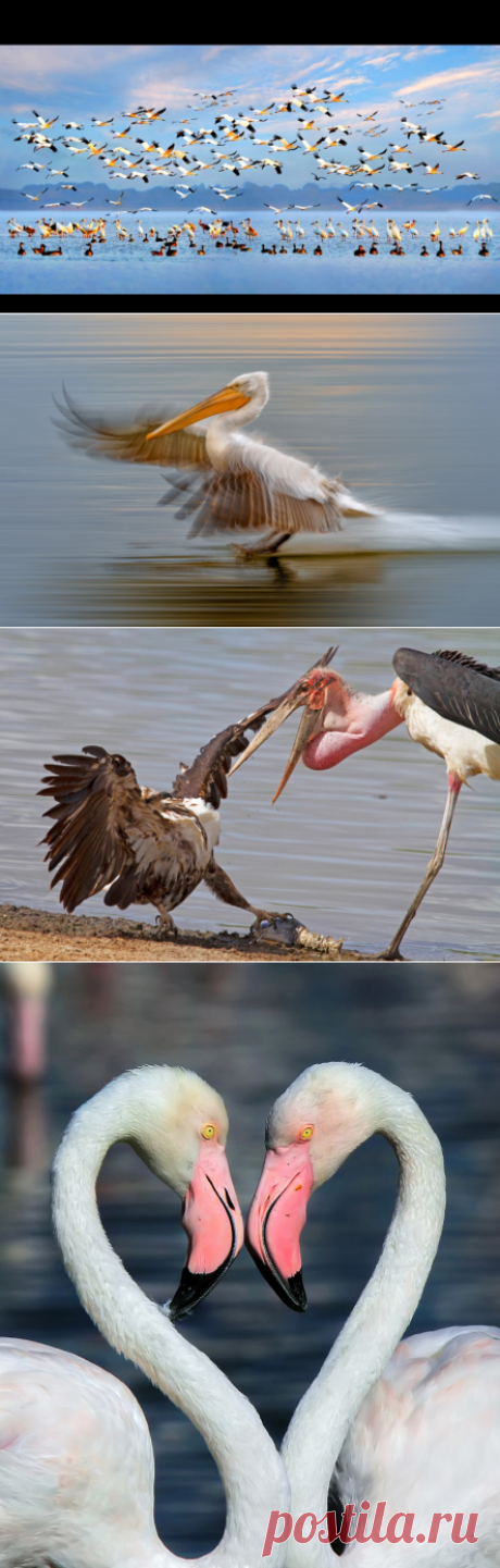 Самые интересные фото животных за прошедшую неделю — Наука и жизнь