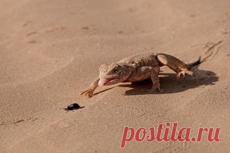 Догонит ли Ахиллес черепаху, а круглоголовка – свой ужин? Кадр из альбома Светланы Иваненко – nat-geo.ru/community/user/16962.