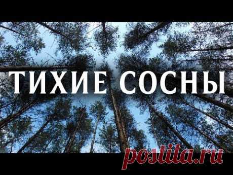Тихие сосны (Фильм 2009) Детективная мелодрама @ Русские сериалы