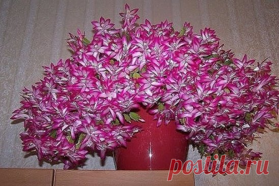 КАСТОРОВОЕ МАСЛО ДЛЯ ПЫШНОГО И ЯРКОГО ЦВЕТЕНИЯ
Давно ли Ваш любимый цветок цвел, как на картинке в интернете или в магазине цветов, не помните? Вот и я уже почти позабыла. Вроде и подкармливаю его, а он все не радует пышным цветением. 
Но вот недавно зашла в гости к подруге, а у неё цветы просто супер, все цветут, как на подбор. Как же так? Оказывается есть одна маленькая хитрость, для того чтобы цветок цвел пышно и долго нужна специальная подкормка. Секрет её прост и доступен, делюсь, пусть и