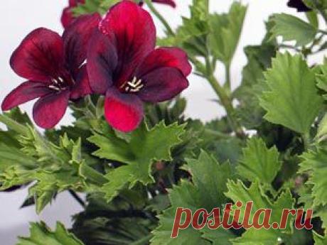 Pelargonium. Пеларгония уход, фото, размножение, виды: 
Пеларгония зональная и душистая - Флорист-Х