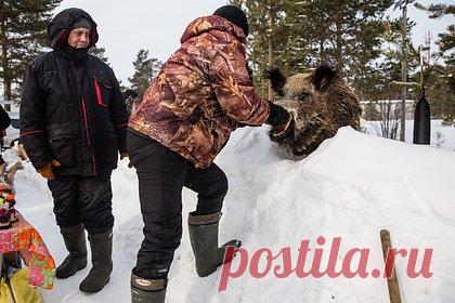 Госдума одобрила закон об охоте без документов для коренных народов Севера. Госдума одобрила в первом чтении законопроект, наделяющий представителей коренных малочисленных народов Севера правом охотиться без разрешающих документов. Предполагается, что поправки помогут сохранить традиционный уклад жизни коренным жителям Севера, не проживающим постоянно на традиционных местах ведения хозяйства.