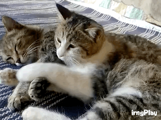 Забавные гифки с котиками