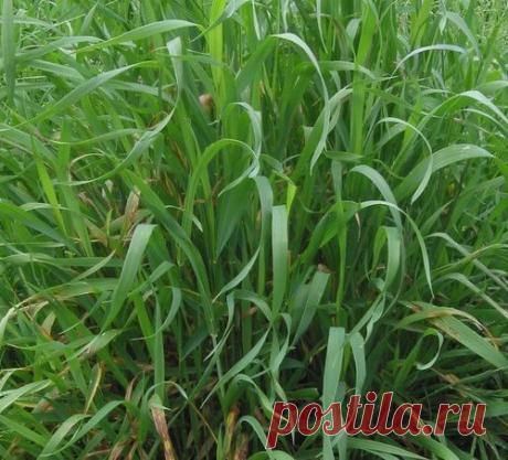 Как избавиться от сорняков .