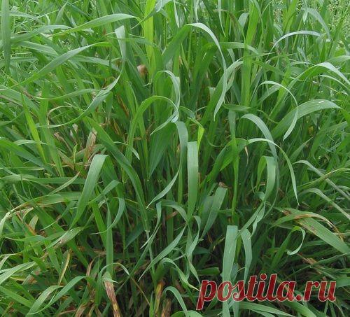 Как избавиться от сорняков .