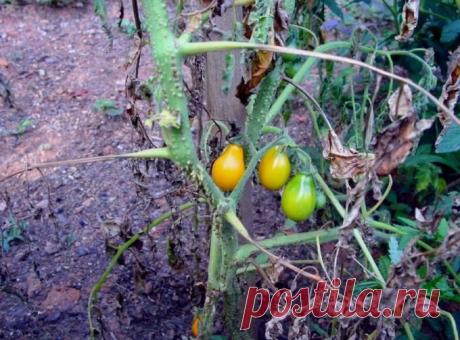 Фузариозное увядание растений