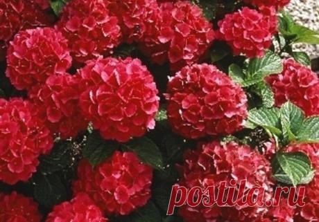 (32) Одноклассники