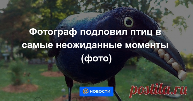 Фотограф подловил птиц в самые неожиданные моменты (фото) Секрет прост — фотоловушка возле кормушки.