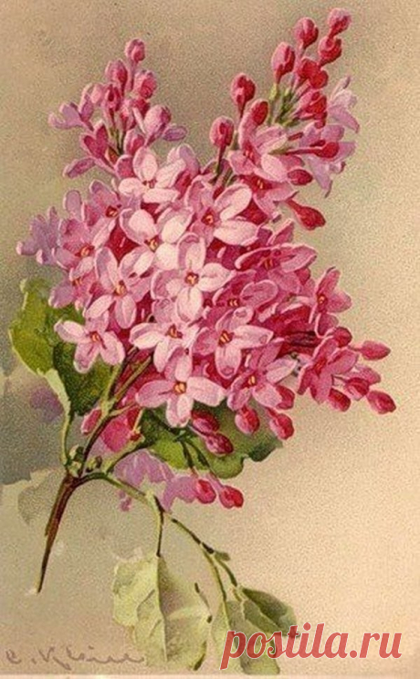 Catharina Klein. Немецкая художница-иллюстратор