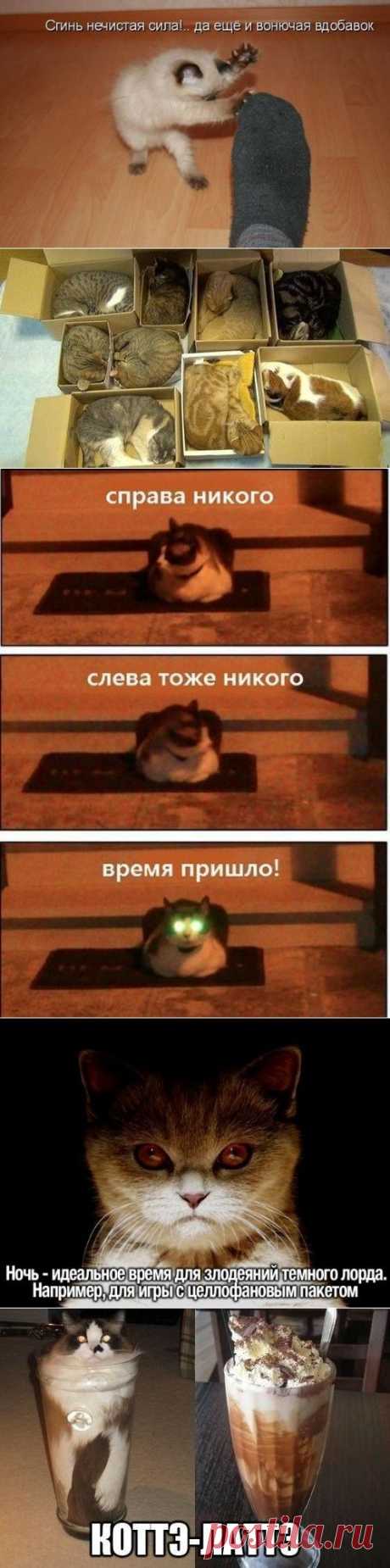 котики Поиск
