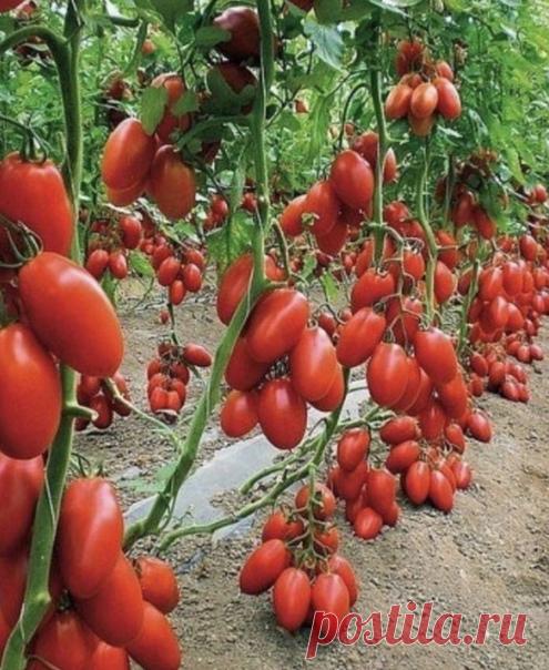 Пoлузабытый дедовский peцепт выписанный из старой газетной подшивки

Опробовать все не было времени. И вот сейчас, когда все ратуют за экологически чистую продукцию, природное земледелие, а биопрепараты многим не по карману — решилась.

Рецепт очень легкий:

В 3 литровую банку заливаю 2,6-2,7 л воды без хлора (отстоянной), добавляю 100 г разведенных теплой водой дрожжей и 0,5 ст. сахара. Накрыв марлей, держу банку в тепле, время от времени взбалтывая содержимое. Раствор (б...