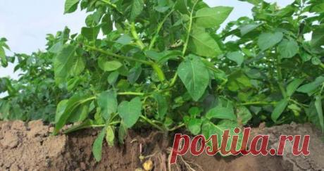 Чем удобрить картофель после высадки: советы опытных огородников