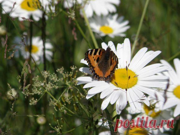 Избранное | Фотографии Елена Жёлтышева | 75 фото