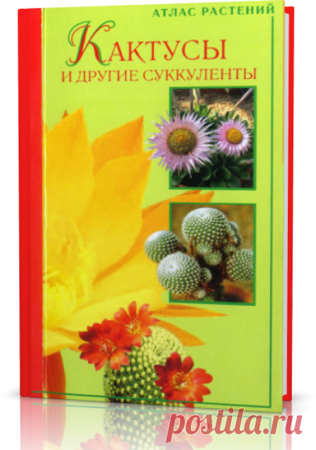 Читать журнал Кактусы и другие суккуленты бесплатно - полная версия