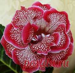 Глоксинии махровые-прекрасное рядом | 2